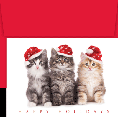 Cat Theme Christmas Cards - Christmas Cards with Bad Cat Theme | Fine